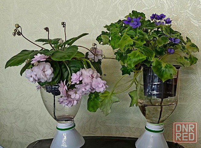 Набор цветущих трейлерных фиалок Донецк - изображение 1