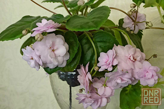 Набор цветущих трейлерных фиалок Донецк - изображение 3