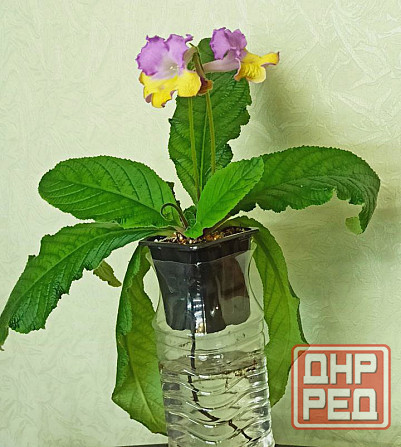 Цветущий стрептокарпус holka (p.kleszczynski) Донецк - изображение 2