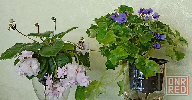 Набор цветущих трейлерных фиалок Донецк - изображение 2