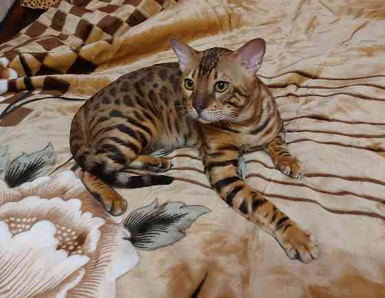 Кот серенгети, 1,5 года Мариуполь