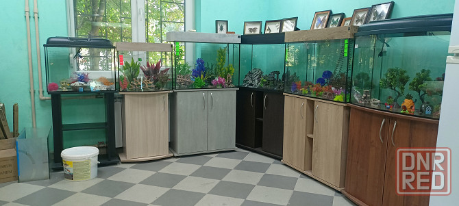 Продажа аквариумных рыб Донецк - изображение 2