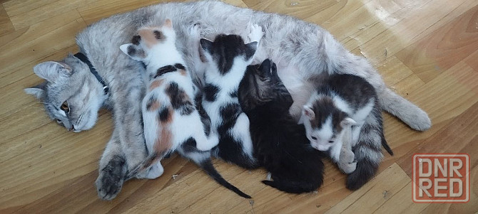 !!Котята сироты срочно ищут добрые руки!! Донецк - изображение 1