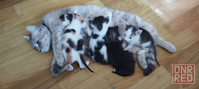 !!Котята сироты срочно ищут добрые руки!! Донецк - изображение 2