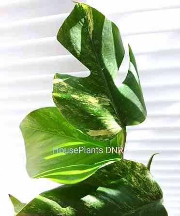 Монстера Monstera Yellow splash, Aurea Макеевка