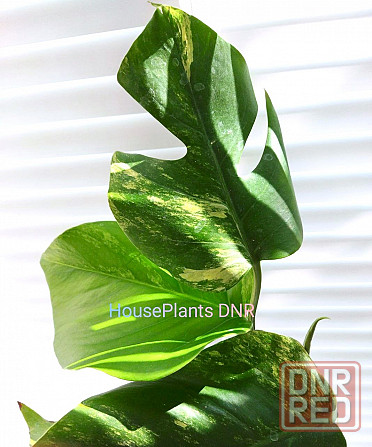 Монстера Monstera Yellow splash, Aurea Макеевка - изображение 1