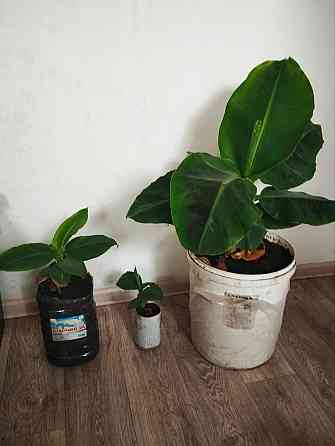 Банан карликовый Донецк