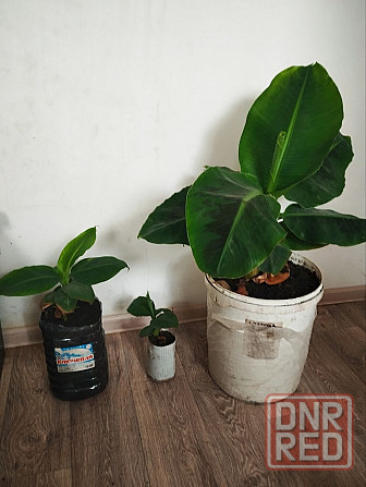 Банан карликовый Донецк - изображение 1