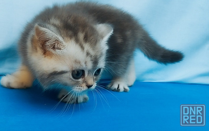 Продам котят Шотландской породы!!! Донецк - изображение 1