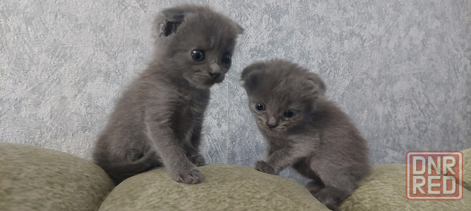 Котята Донецк - изображение 1
