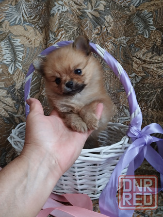 Померанский шпиц Донецк - изображение 1