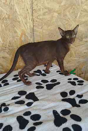 Гавана браун Донецк