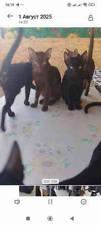 Гавана браун Донецк