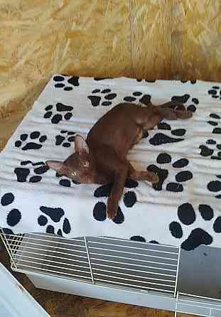 Гавана браун Донецк