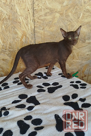 Гавана браун Донецк - изображение 1