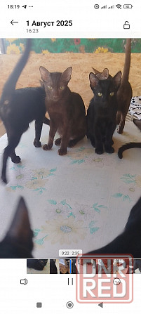 Гавана браун Донецк - изображение 3