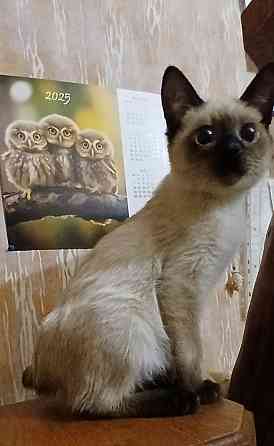 Акция! Продаются котята меконгских бобтейлов! Цена снижена! Макеевка