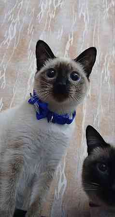 Акция! Продаются котята меконгских бобтейлов! Цена снижена! Макеевка