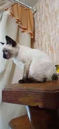 Акция! Продаются котята меконгских бобтейлов! Цена снижена! Макеевка