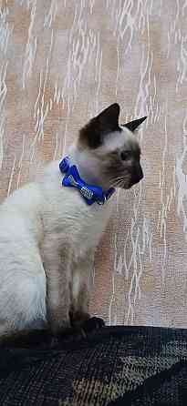 Акция! Продаются котята меконгских бобтейлов! Цена снижена! Макеевка