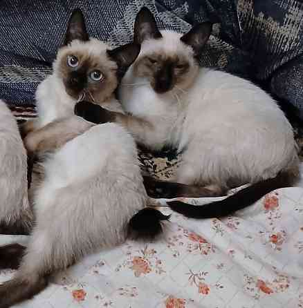 Акция! Продаются котята меконгских бобтейлов! Цена снижена! Макеевка