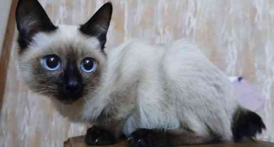 Акция! Продаются котята меконгских бобтейлов! Цена снижена! Макеевка