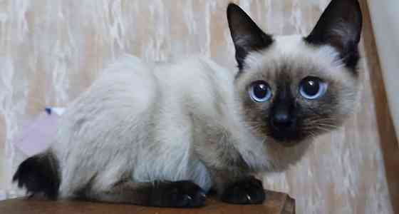 Акция! Продаются котята меконгских бобтейлов! Цена снижена! Макеевка