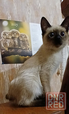 Акция! Продаются котята меконгских бобтейлов! Цена снижена! Макеевка - изображение 2