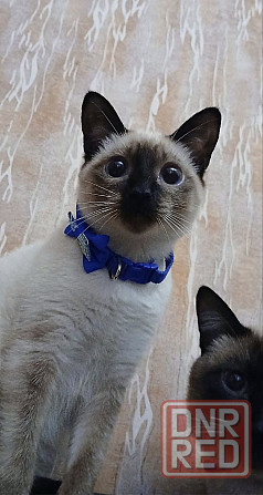 Акция! Продаются котята меконгских бобтейлов! Цена снижена! Макеевка - изображение 1