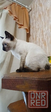 Акция! Продаются котята меконгских бобтейлов! Цена снижена! Макеевка - изображение 4