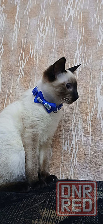 Акция! Продаются котята меконгских бобтейлов! Цена снижена! Макеевка - изображение 2