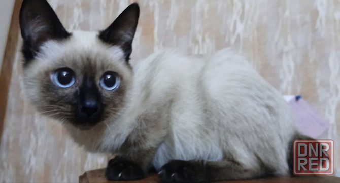 Акция! Продаются котята меконгских бобтейлов! Цена снижена! Макеевка - изображение 6