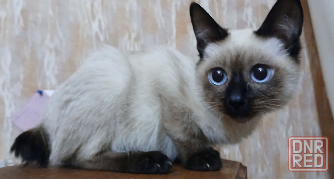 Акция! Продаются котята меконгских бобтейлов! Цена снижена! Макеевка - изображение 1