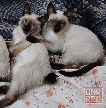 Срочно! Продаются сиамские котята! Цена снижена! Макеевка - изображение 1