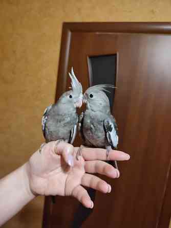 Черная корелла Донецк