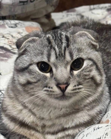 Шотландский вислоухий кот для вязки Донецк
