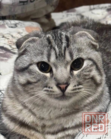 Шотландский вислоухий кот для вязки Донецк - изображение 1