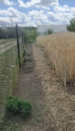 Продам дачу Луганск
