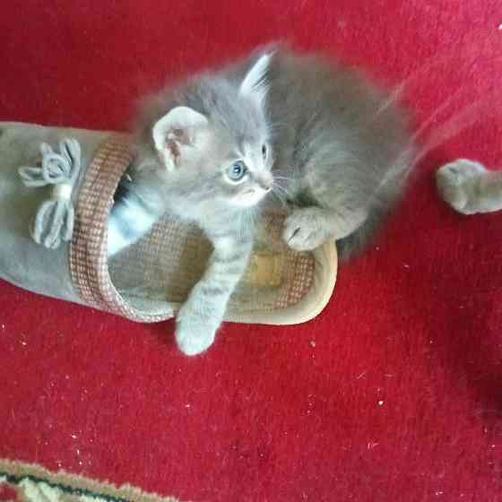 Котята в добрые руки Макеевка