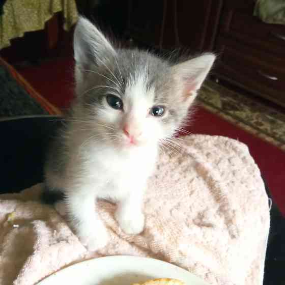 Котята в добрые руки Макеевка