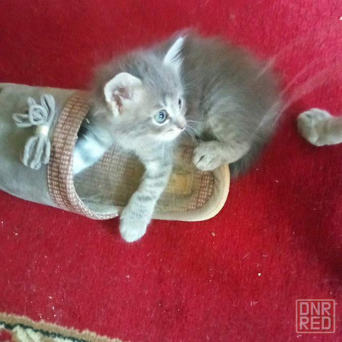 Котята в добрые руки Макеевка - изображение 1