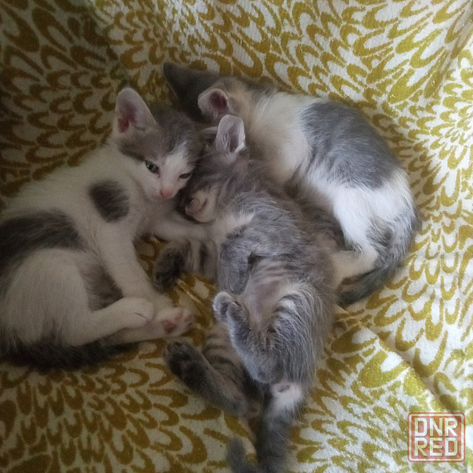 Котята в добрые руки Макеевка - изображение 4