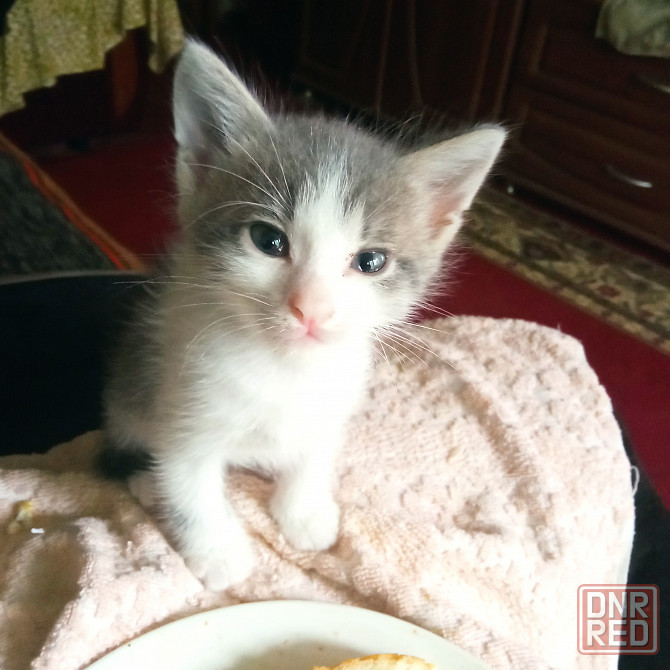 Котята в добрые руки Макеевка - изображение 5
