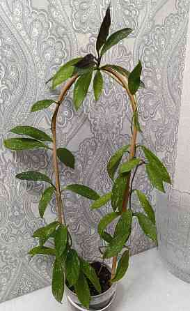 Хойя публикаликс Сильвер пинк Макеевка