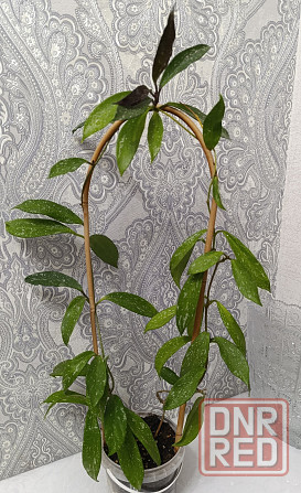 Хойя публикаликс Сильвер пинк Макеевка - изображение 1