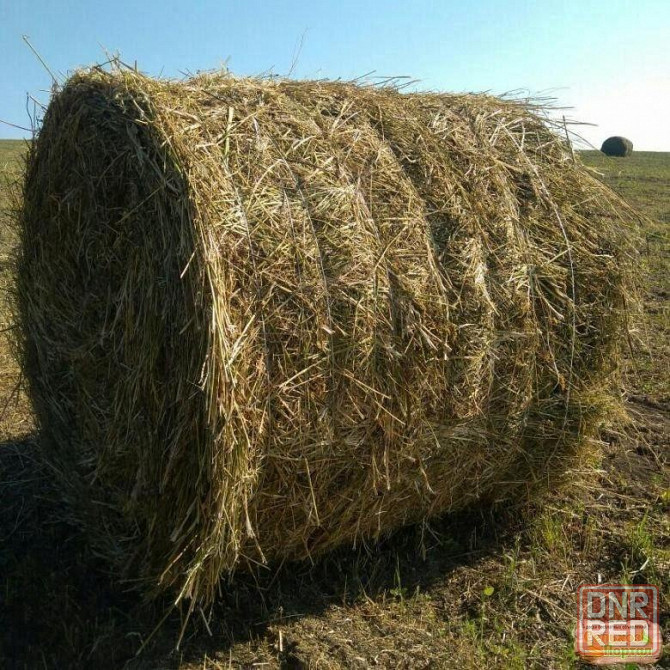 Сено в тюках по 300кг Иловайск - изображение 1