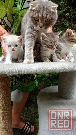 Продам шотландских котят Донецк - изображение 2