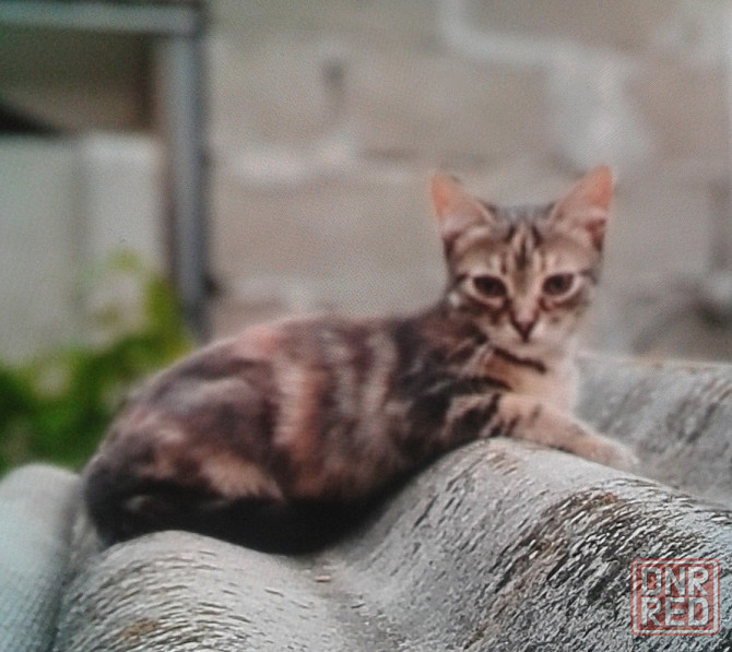 Серые котята - котик и кошечка Донецк - изображение 1