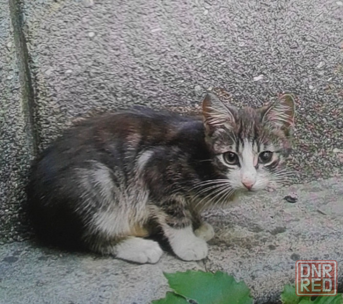 Серые котята - котик и кошечка Донецк - изображение 4