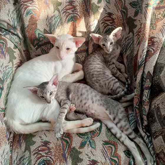 Продам ориентальных котят Мариуполь